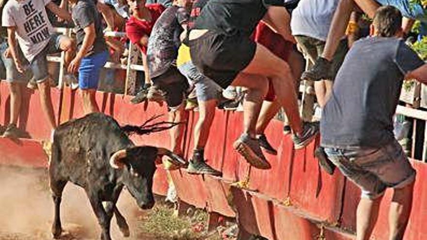 Sessió de vaquetes en la darrera Festa Major de Santpedor, el juny