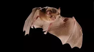 ¿Por qué el murciélago porta los coronavirus pero no muere por ellos?