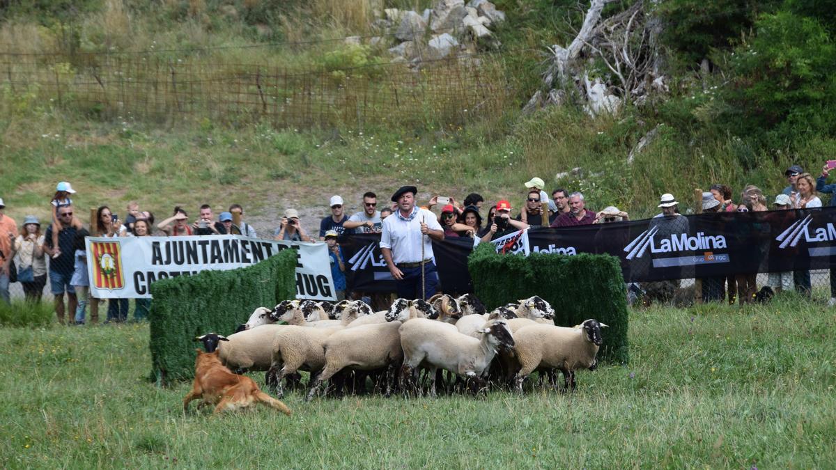 Concurs de Gossos d&#039;Atura l&#039;any 2019