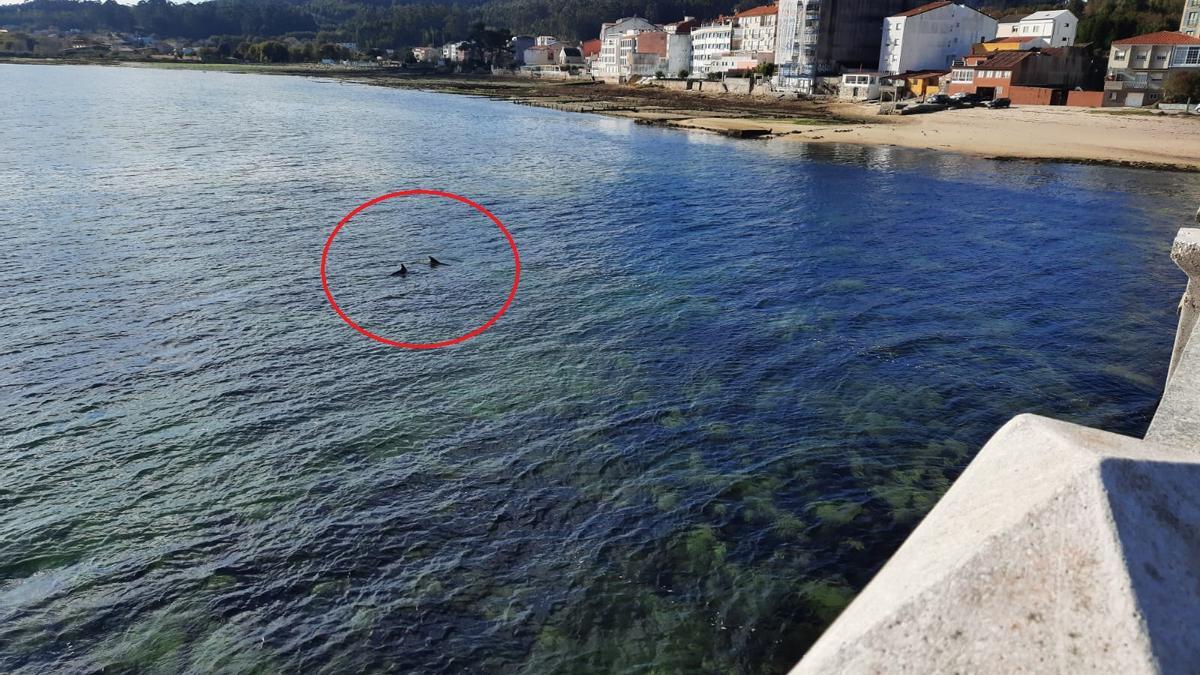 El círculo marca a dos de los delfines atrapados desde ayer.