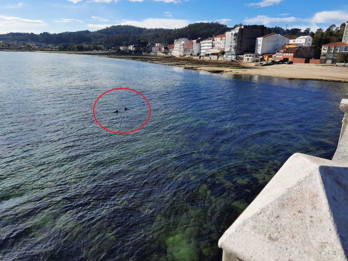 El círculo marca a dos de los delfines atrapados desde ayer.
