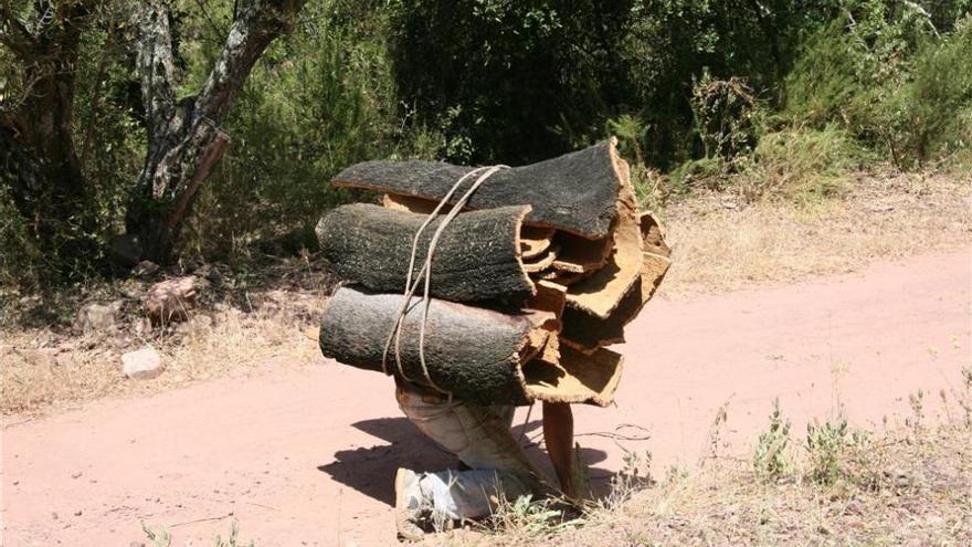 La campaña del corcho en Extremadura alcanzará una producción de 24.000 toneladas