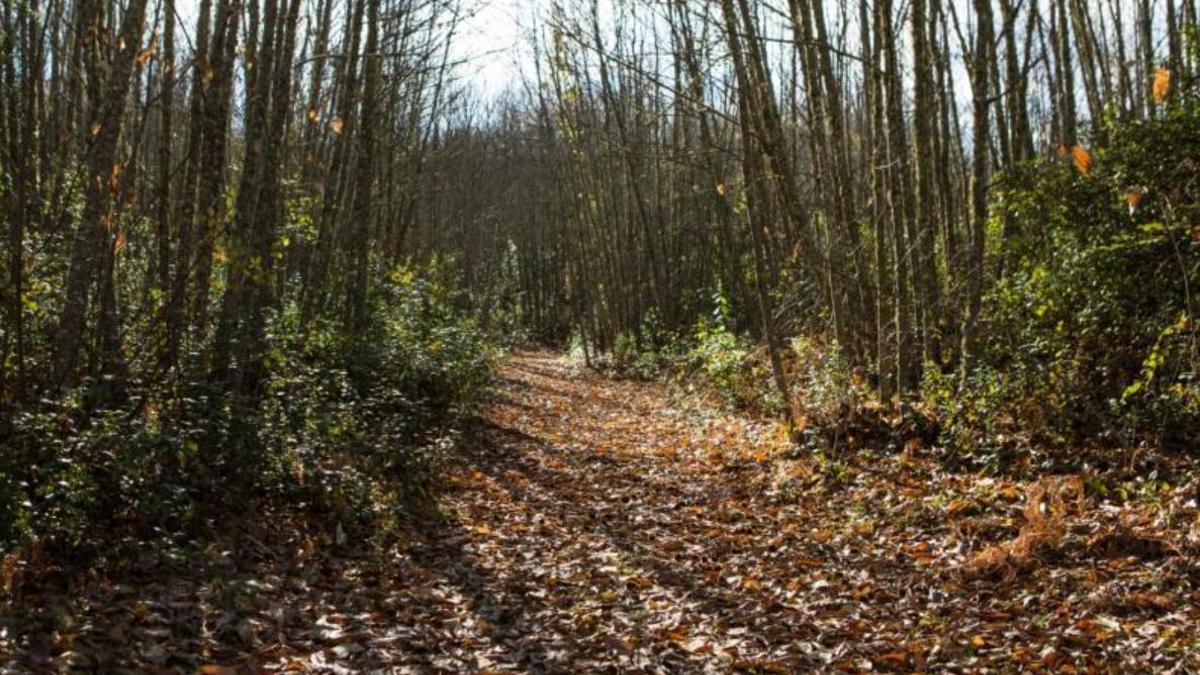 Ruta por los Castañares de Constantina, en Sevilla