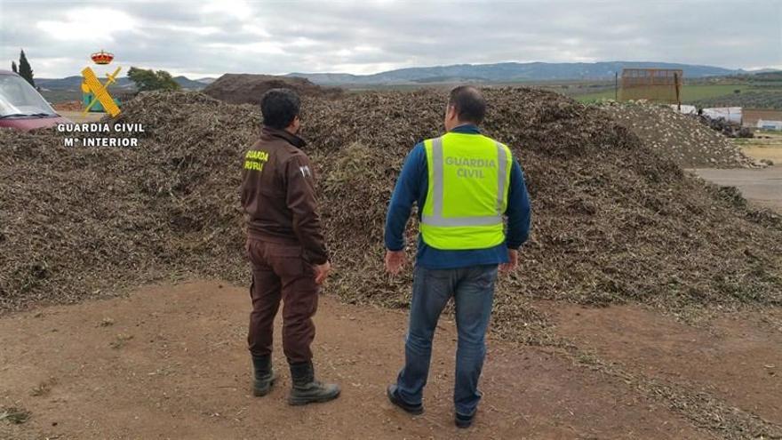 Detenidas siete personas, una menor, por robar aceitunas en fincas privadas de Córdoba