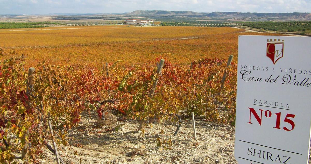 Viñedos de la finca de Casa del Valle, en Yepes, en la provincia de Toledo.