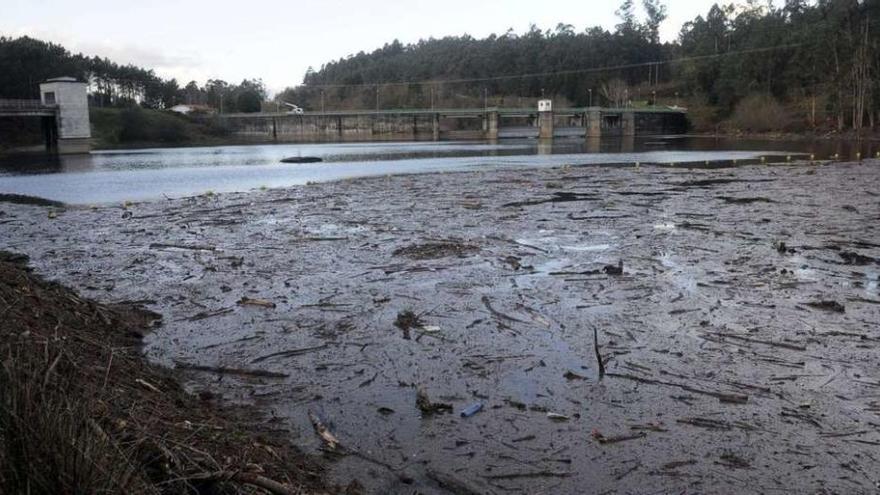 Troncos y maleza en el embalse del Umia. // Noe Parga