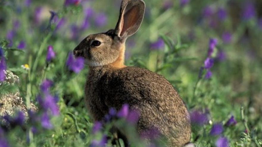 Dehesa, el bosque del lince ibérico