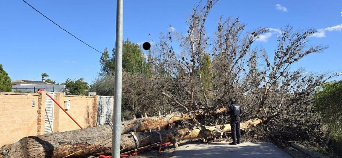 Árbol caído en El Rincón de Beniscornia