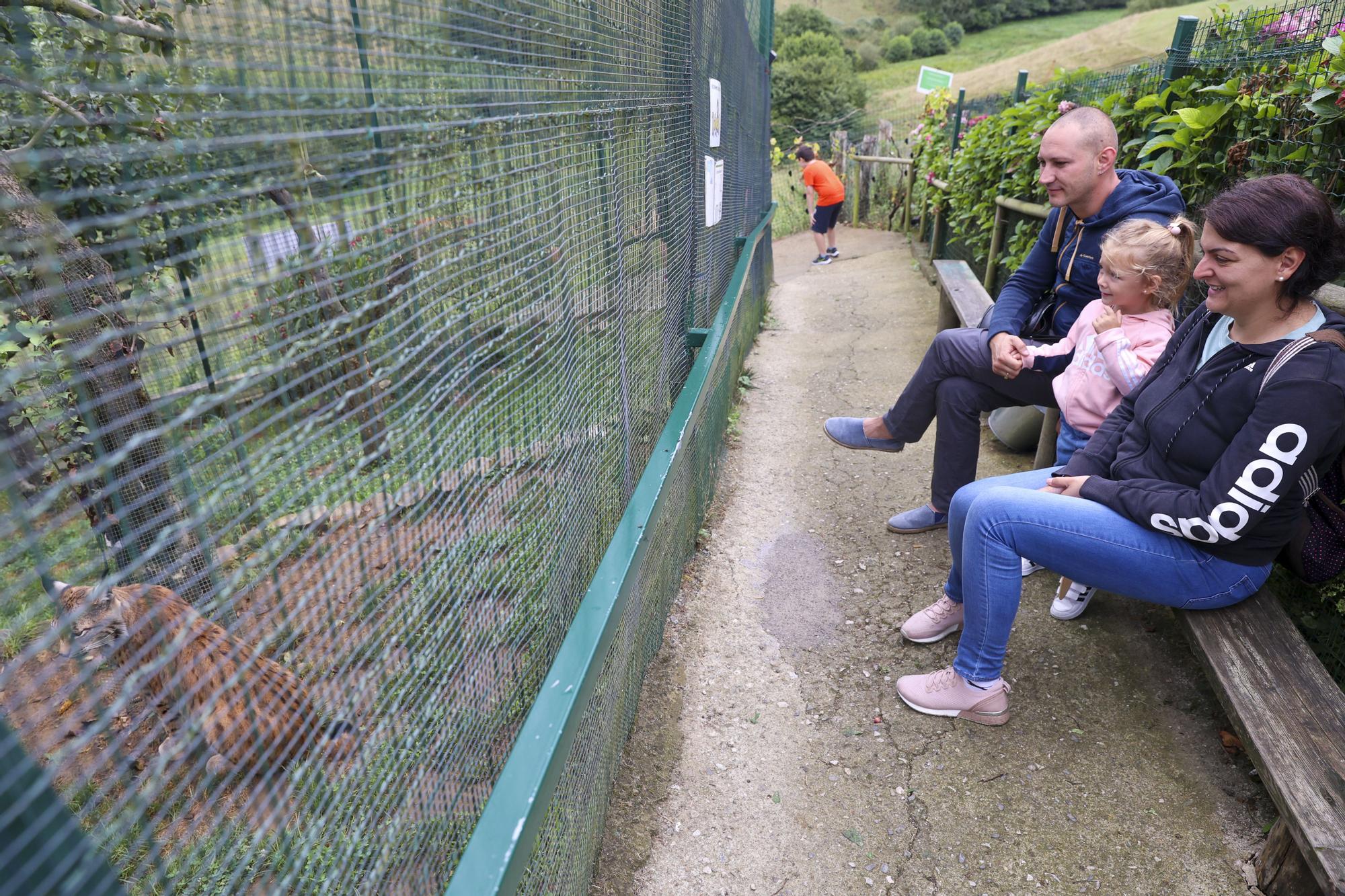 Así es "Dora", la cría de lince que enamora a los visitantes del zoo de Oviedo