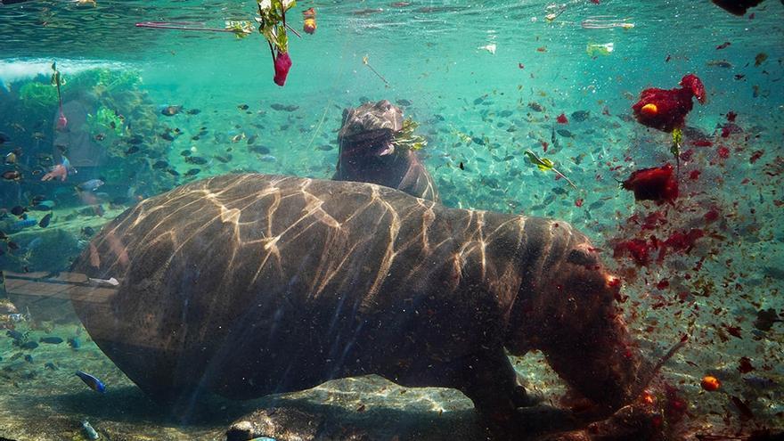 Bioparc celebra el cumpleaños de un hipopótamo con una fiesta subacuática