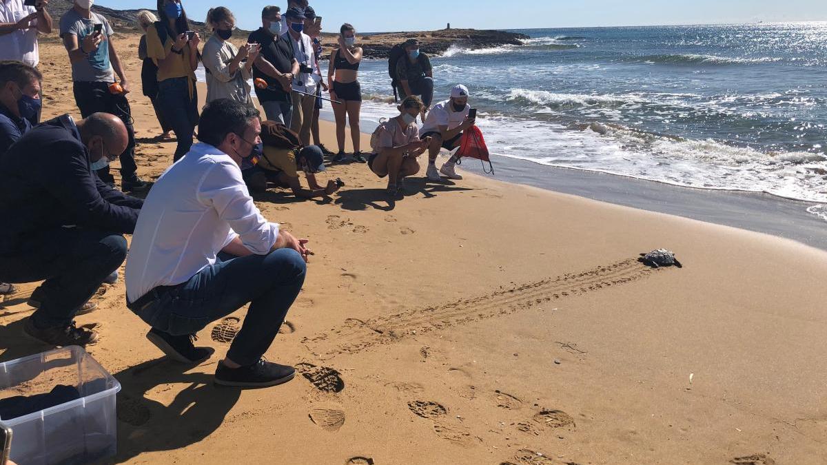 Devuelven al mar diez tortugas bobas nacidas hace un año en Calblanque