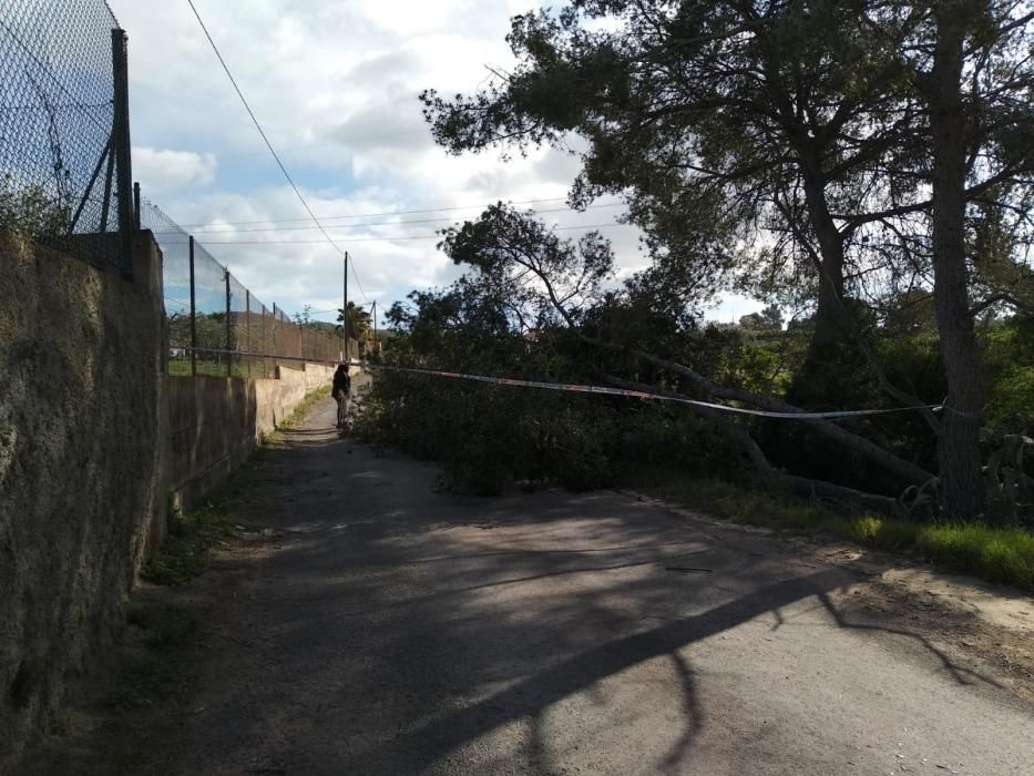 Daños por el viento en la Baronía