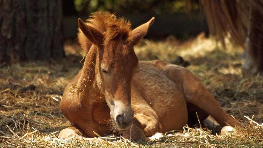 Caballos atrapados por cepos en montes de toda Galicia