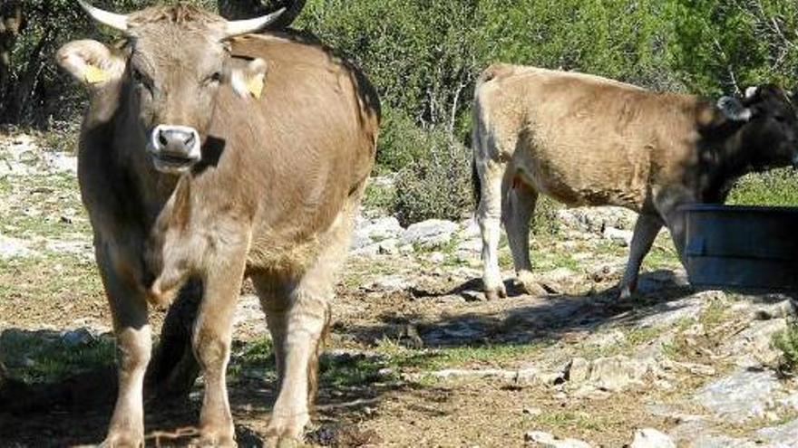 Dues de les vaques del ramat que van atacar la parella