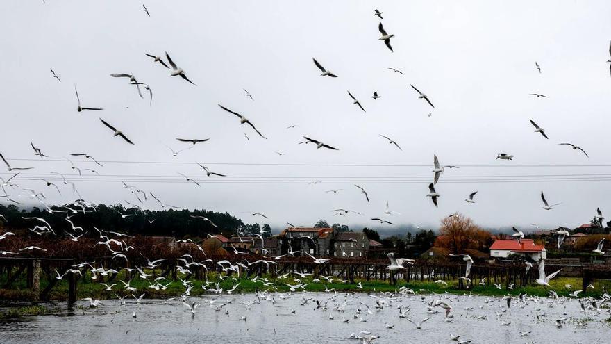 La subida del río Umia, en Meis y Vilanova, anegó terrenos agrícolas