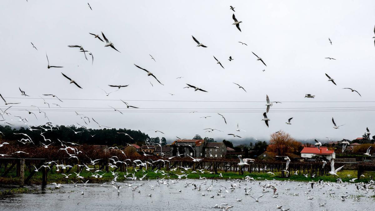 La subida del río Umia, en Meis y Vilanova, anegó terrenos agrícolas