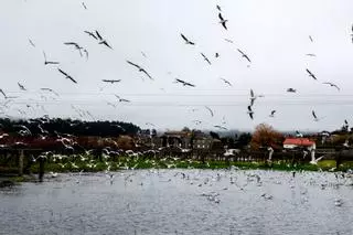 La subida del río Umia, en Meis y Vilanova, anegó terrenos agrícolas