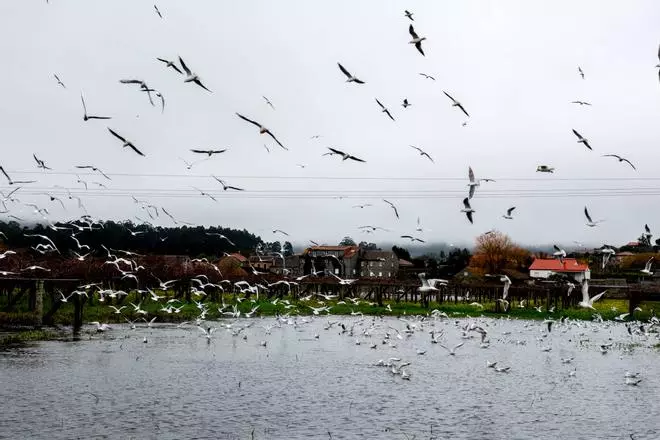 La subida del río Umia, en Meis y Vilanova, anegó terrenos agrícolas