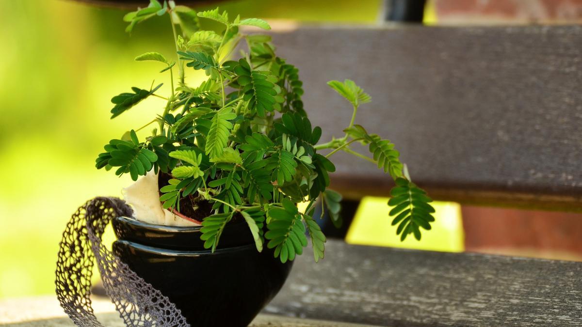 La mimosa pudica es una planta que puedes tener en casa