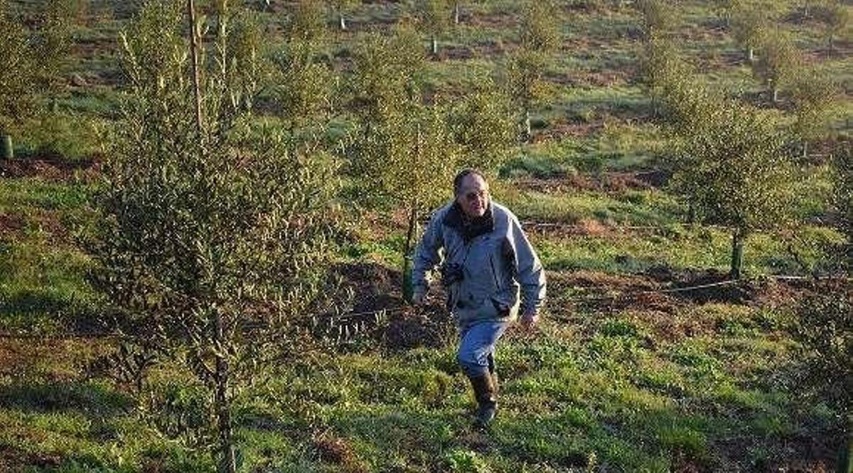 Presentan el olivar del cura y los feligreses de Setecoros como ejemplo a seguir