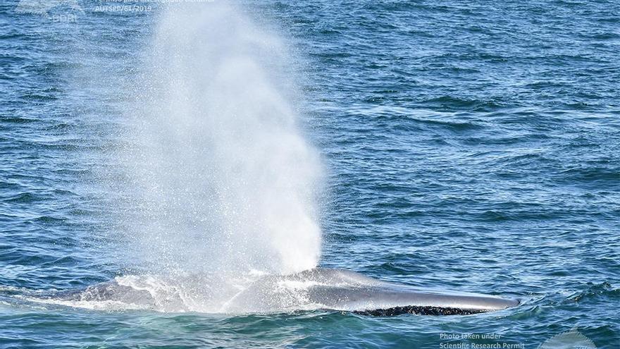 El soplido de la imponente ballena azul, ayer.