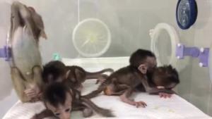 Vídeo de los cinco monos clonados