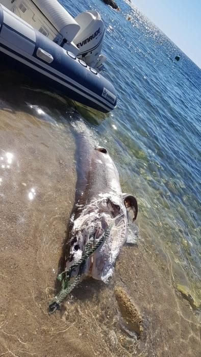 Hallan un tiburón muerto en Cala Salada