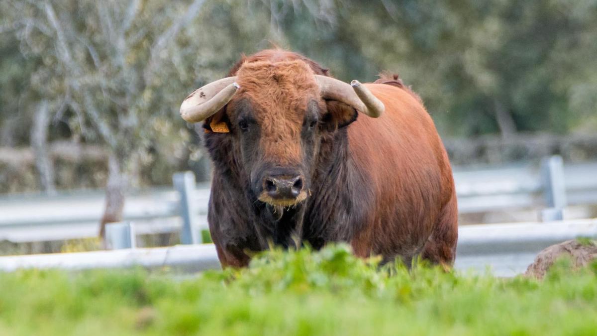 Imagen Toro del hierro de Zacarías Moreno para la feria de Hogueras.