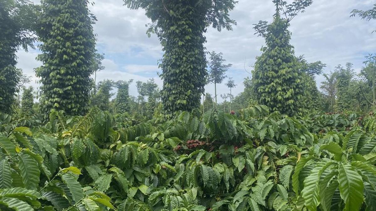 Una pequeña plantación de café vietnamita - Imagen de archivo