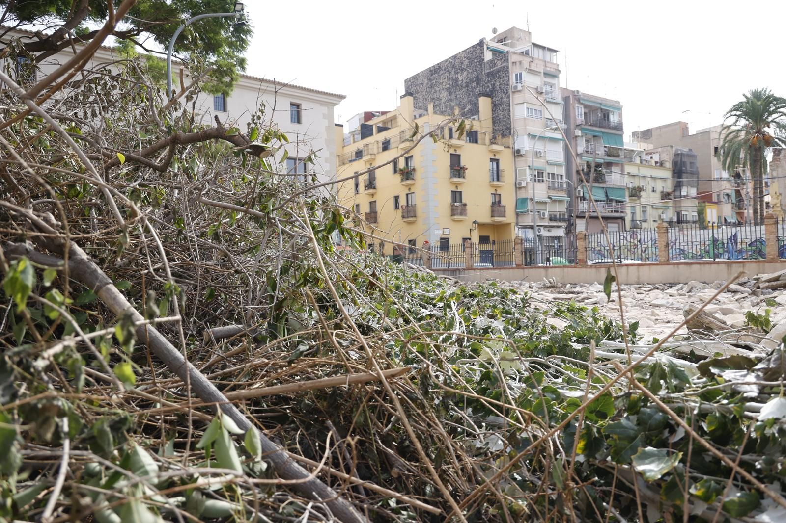 Una nueva tala de árboles en Alicante desata la polémica