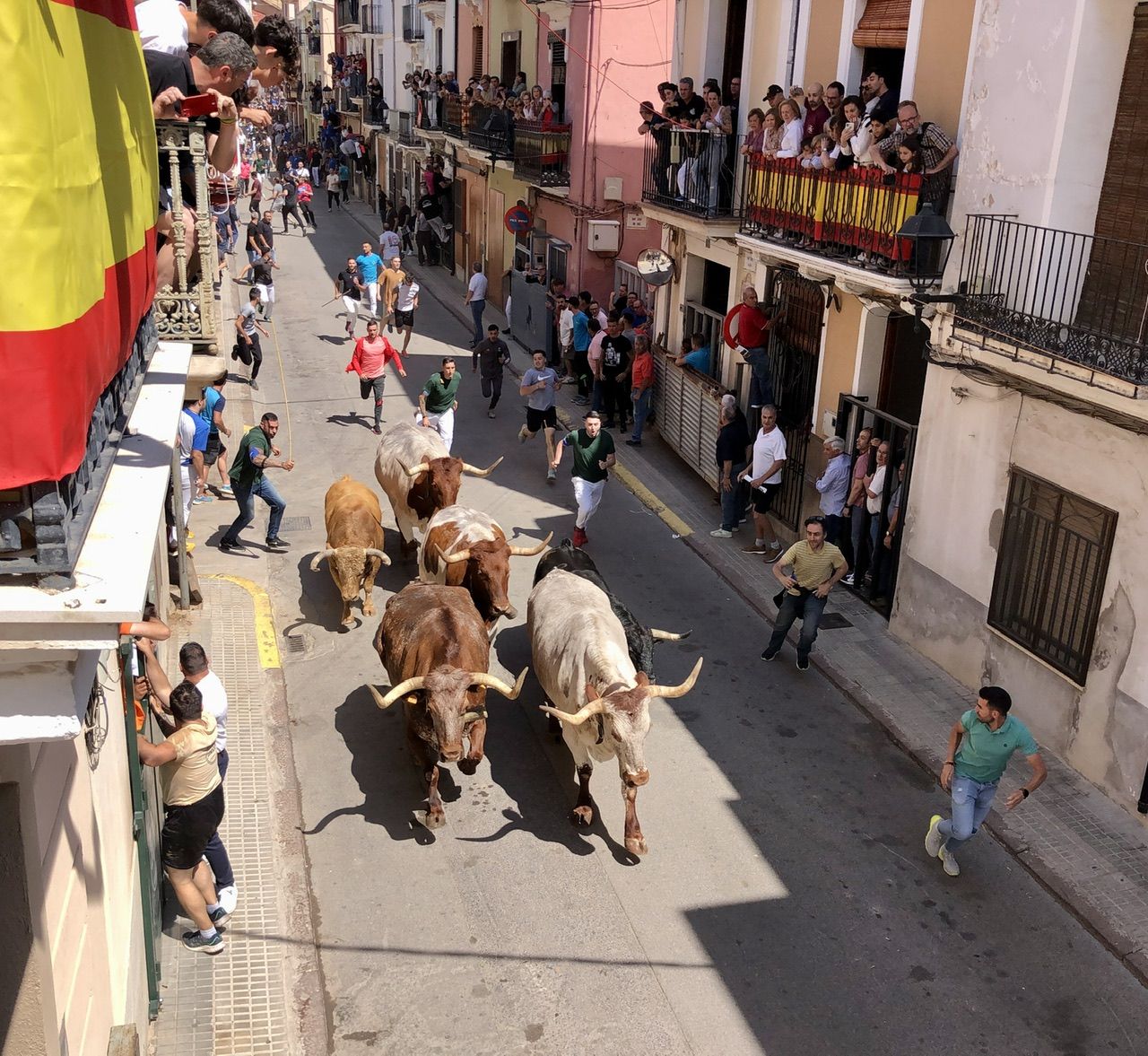 MACROGALERÍA DE FOTOS: Búscate en el encierro y los primeros 'bous' de las fiestas de Almassora