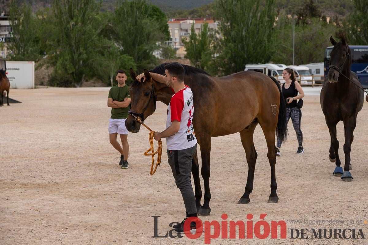 Control veterinario de los Caballos del Vino en Caravaca