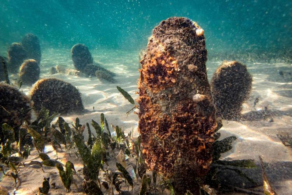 ¡Salvemos las últimas poblaciones de nacra del mediterráneo español!