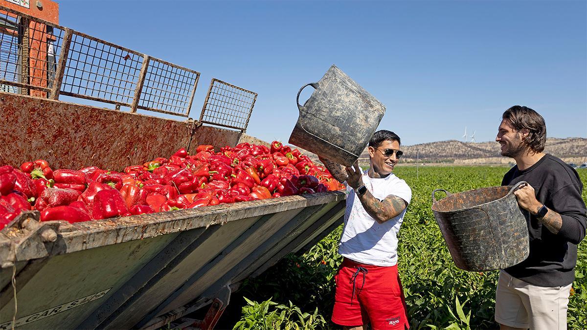 El Chimy Ávila y Juan Cruz recogen pimientos y son agricultores por un día de la mano de Verleal
