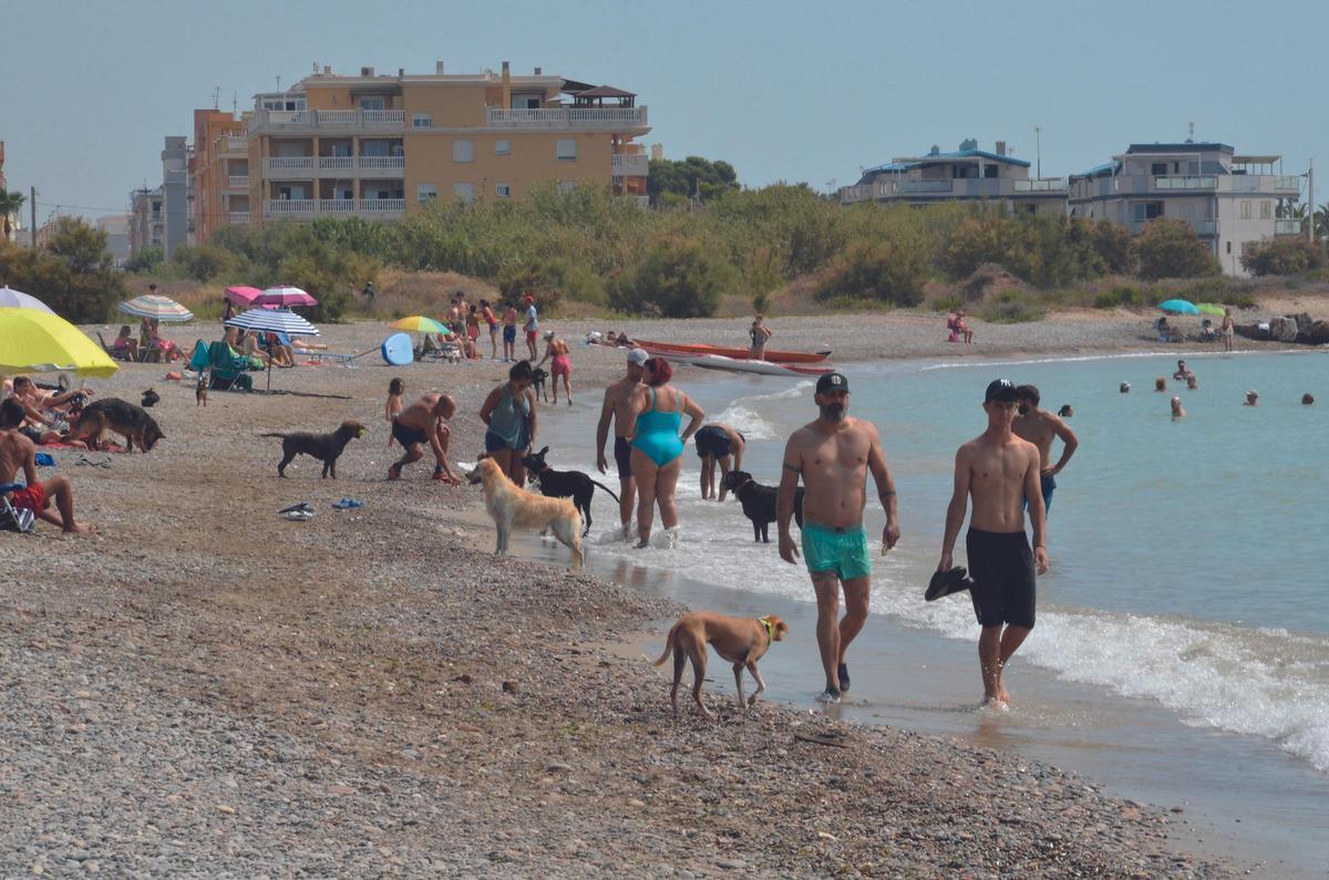 La primera quedada canina fue un éxito de asistencia y reunió a numerosos perros y propietarios en una jornada de convivencia junto al mar.