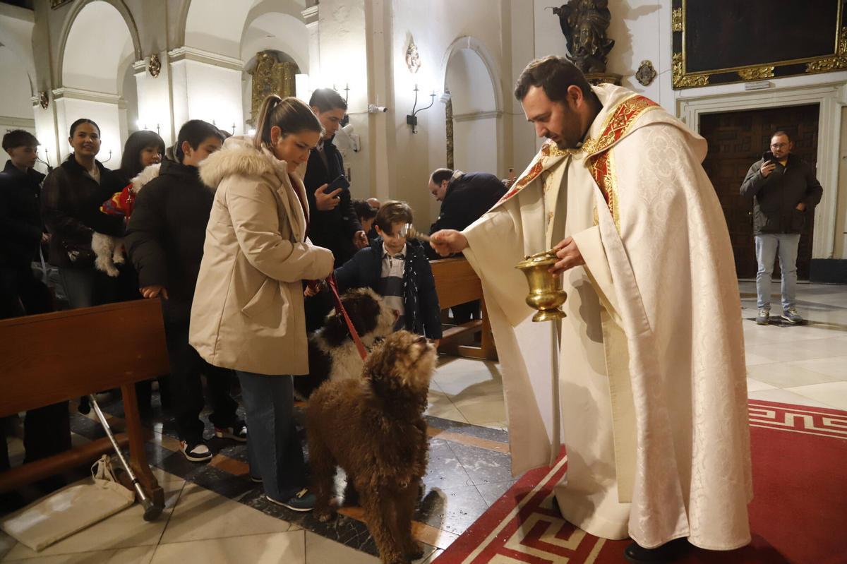Bendición de mascotas por el día de San Antón en Córdoba
