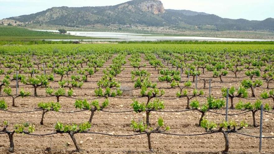 El característico paisaje vitivinícola del Medio Vinalopó amenazado por las plantas solares. | ÁXEL ÁLVAREZ