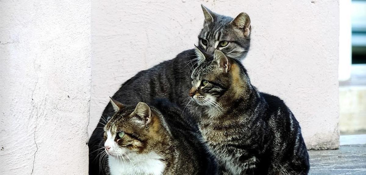 Diversos gats d’una colònia urbana, objecte de les campanyes d’esterilització impulsades als municipis gironins