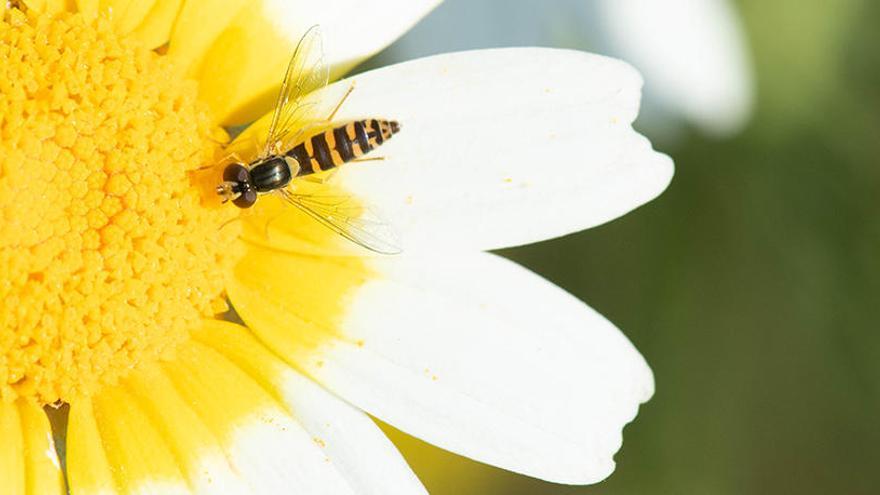 Mosca cernidora en Sant Jordi, una de las especies m?ás comunes en las islas.