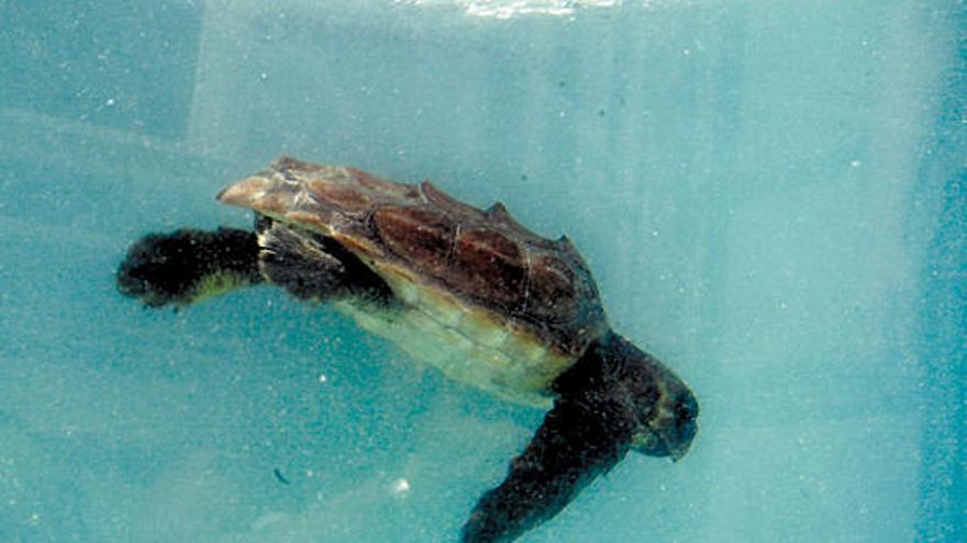 Las tortugas canarias, ciudadanas de un mundo que no olvida su atocinada  carne - La Provincia