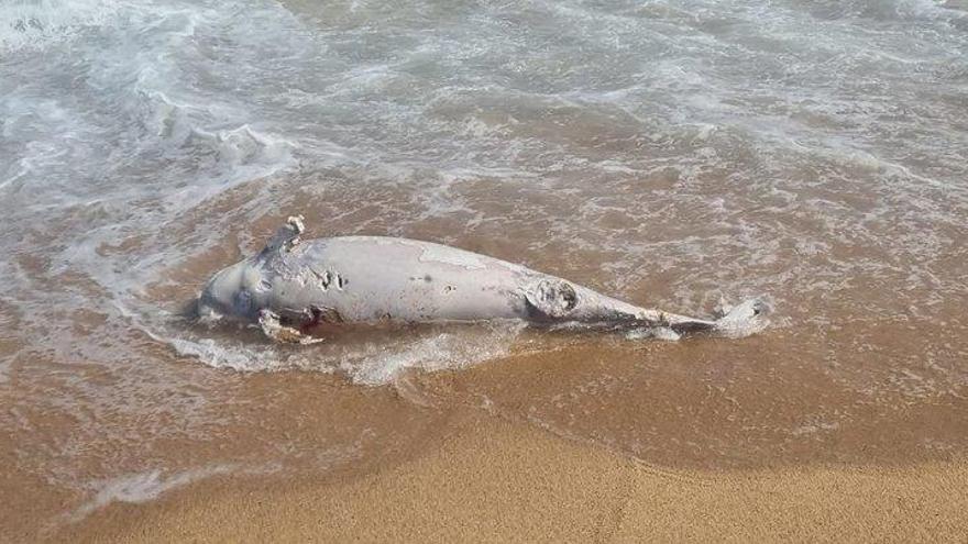 El dofí trobat mort a la platja de Blanes.