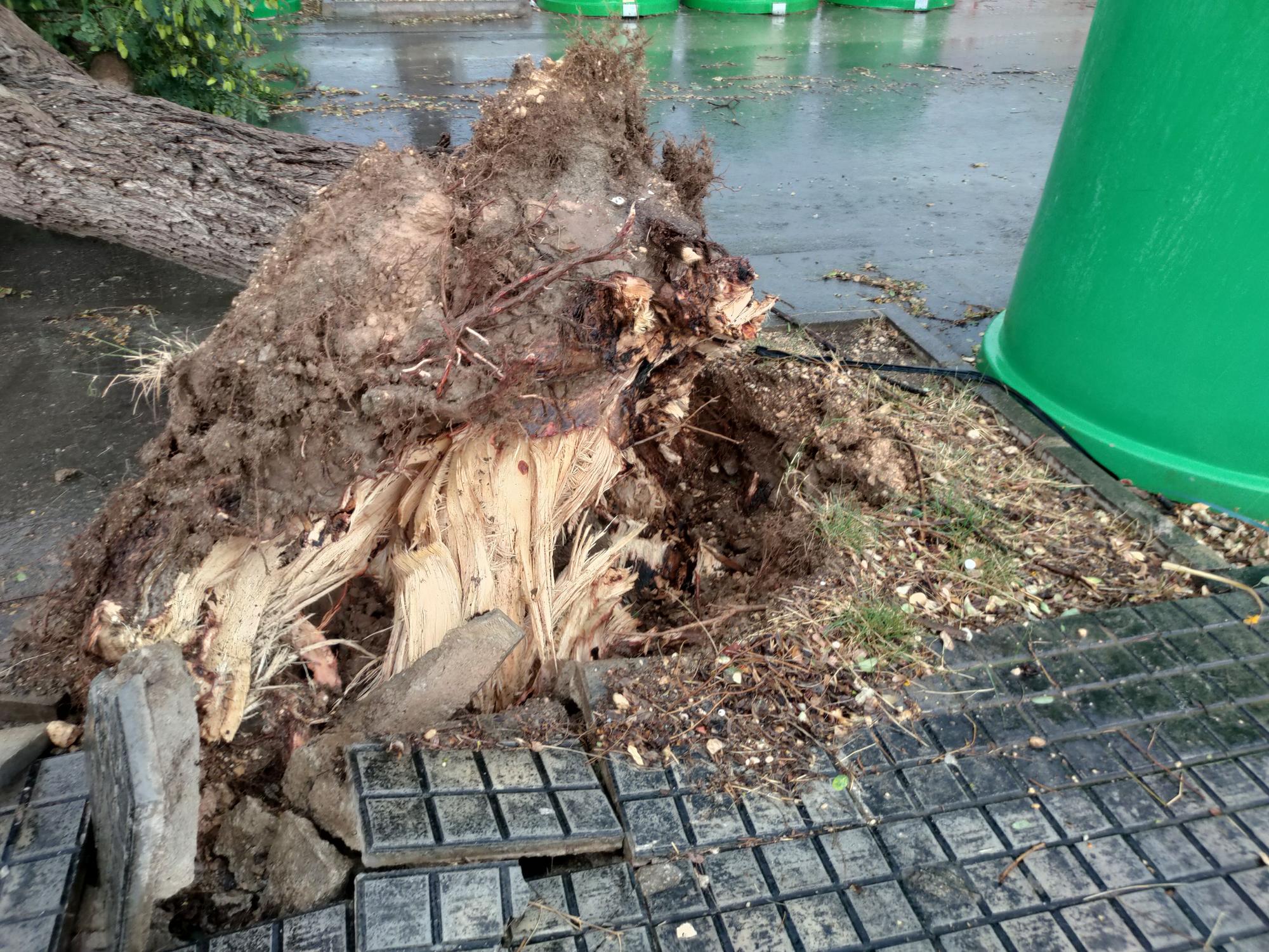 Ramas caídas y árboles arrancados en Xàtiva tras la tormenta del fin de semana