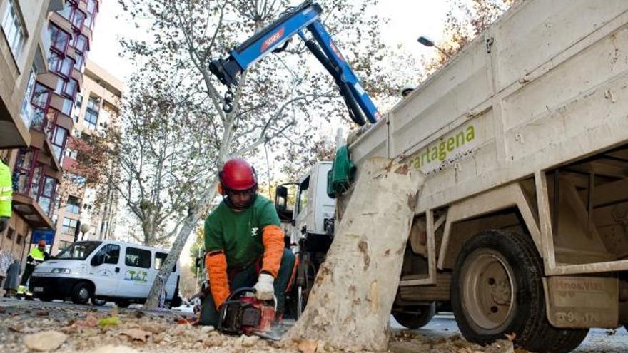 Las brigadas municipales retiran uno de los árboles de Reina Victoria.