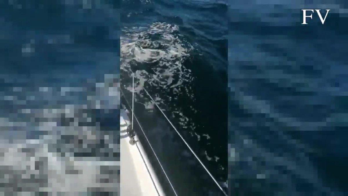 Unas orcas arrancan a bocados parte del timón de un velero de la Armada