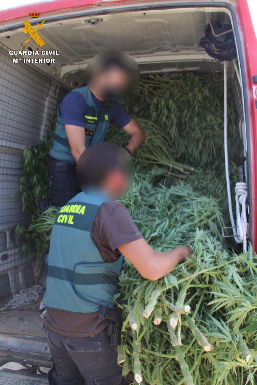 La Guardia Civil desmantela en Mequinenza una plantación al aire libre de marihuana