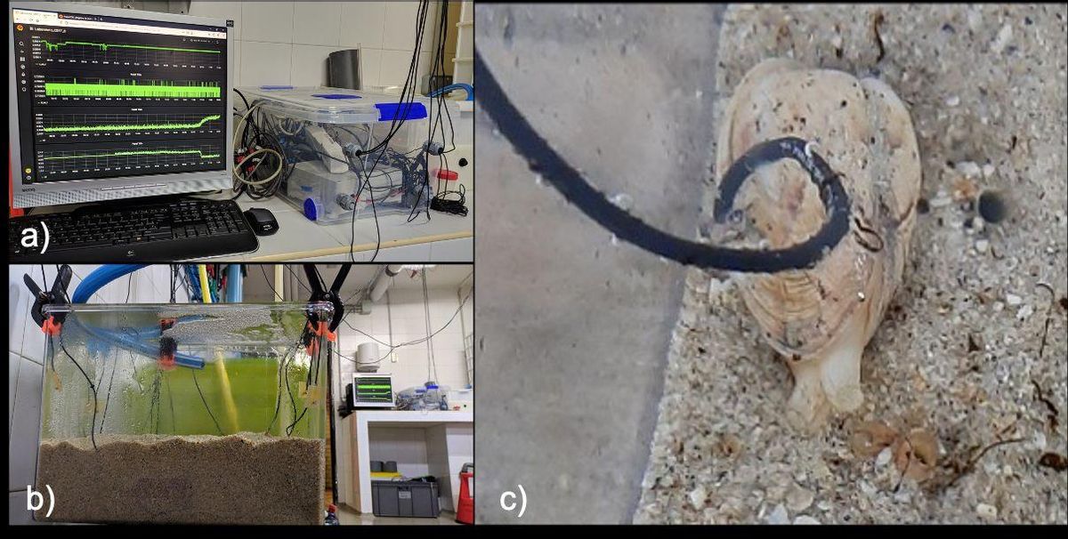 Experimentos con almejas en el laboratorio.