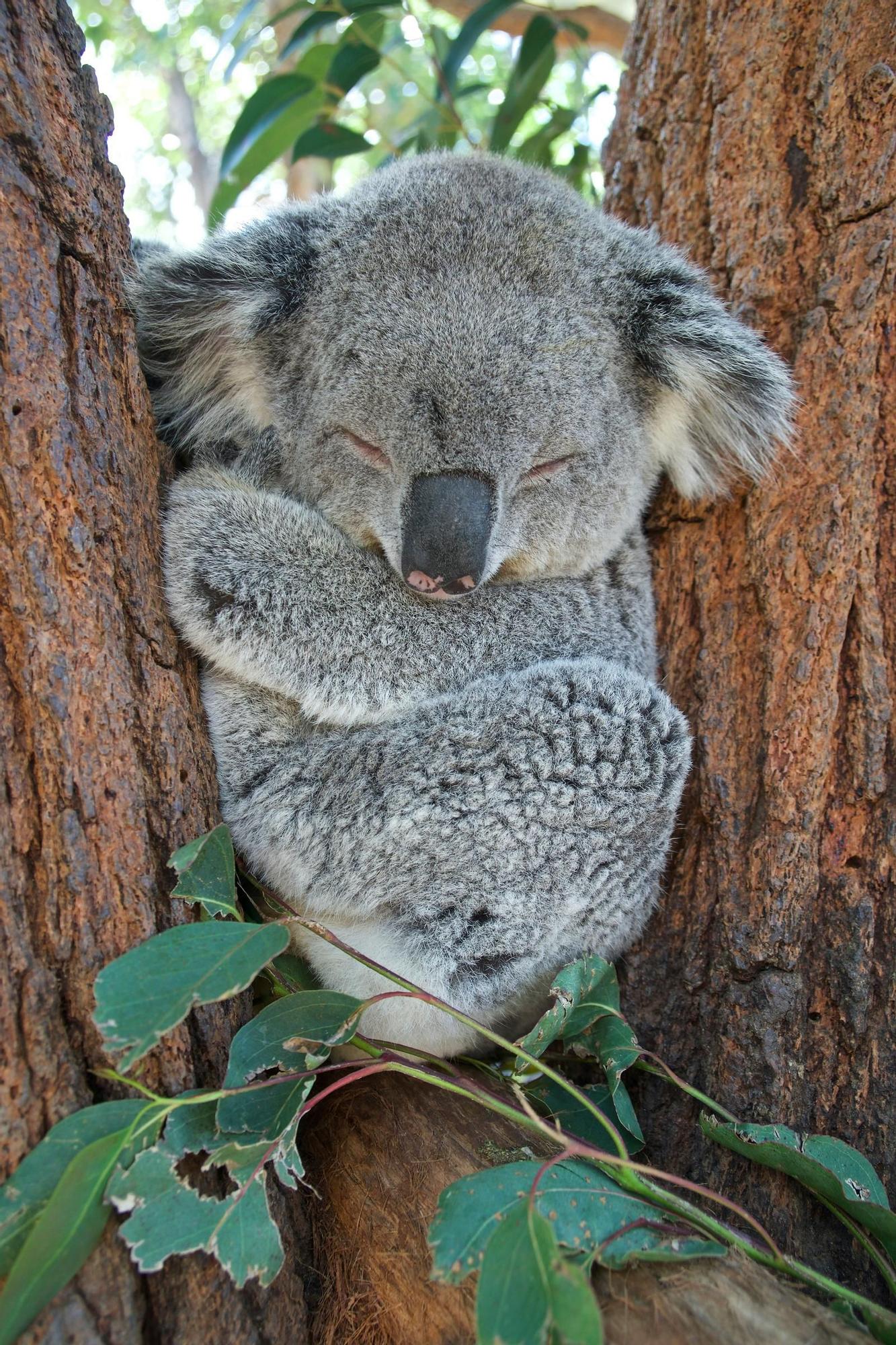 Australia es tiene flora y fauna peligrosa (aunque los koalas no lo son).