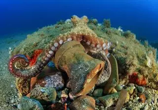 Una apuesta 	para recuperar la población de pulpo en Ibiza