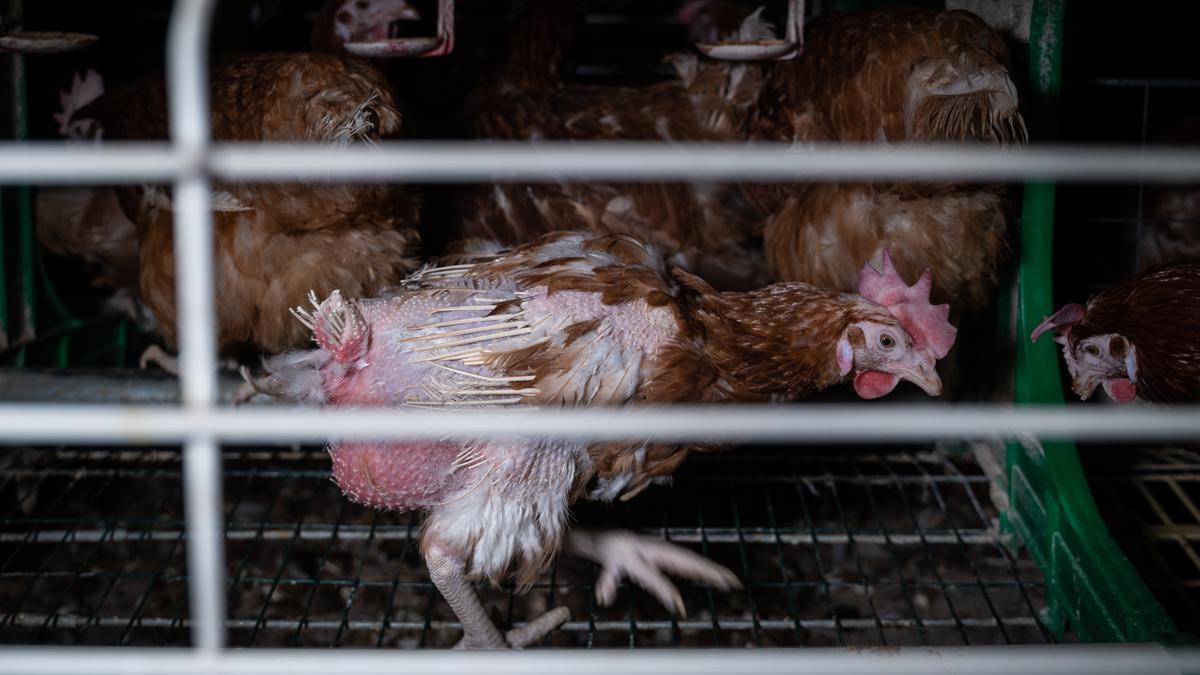 Gallinas en jaulas