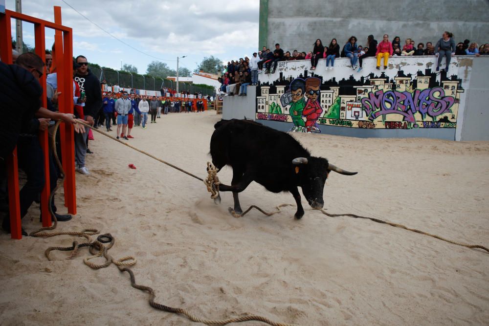 Maniobra para "capturar" una vaquilla